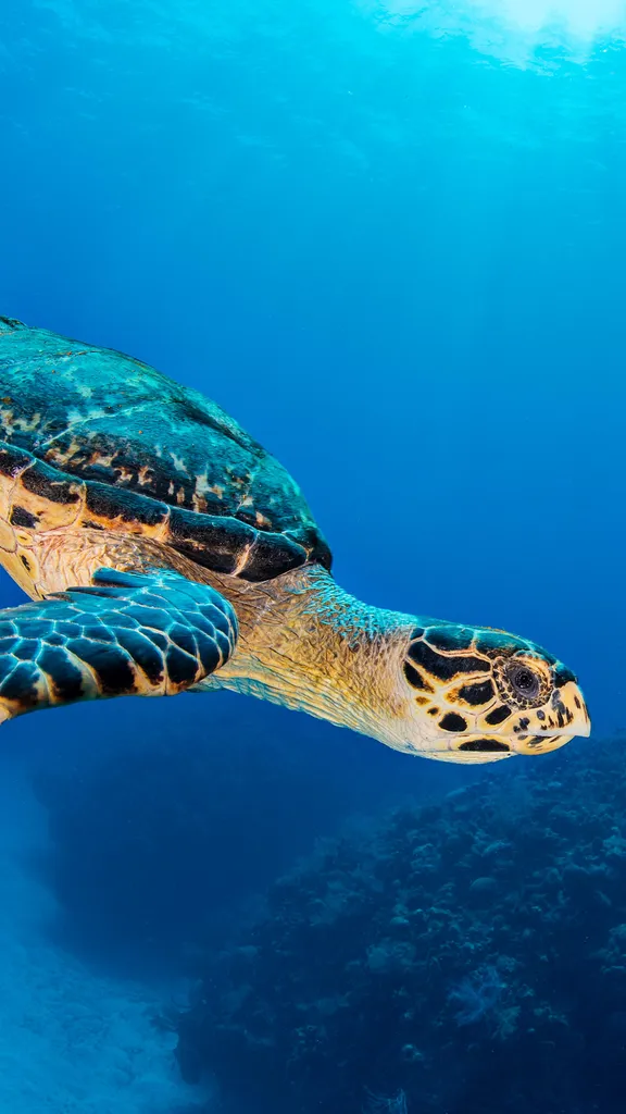 Nature's reef keepers