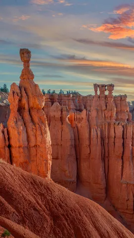 Ein Wald aus Steinen