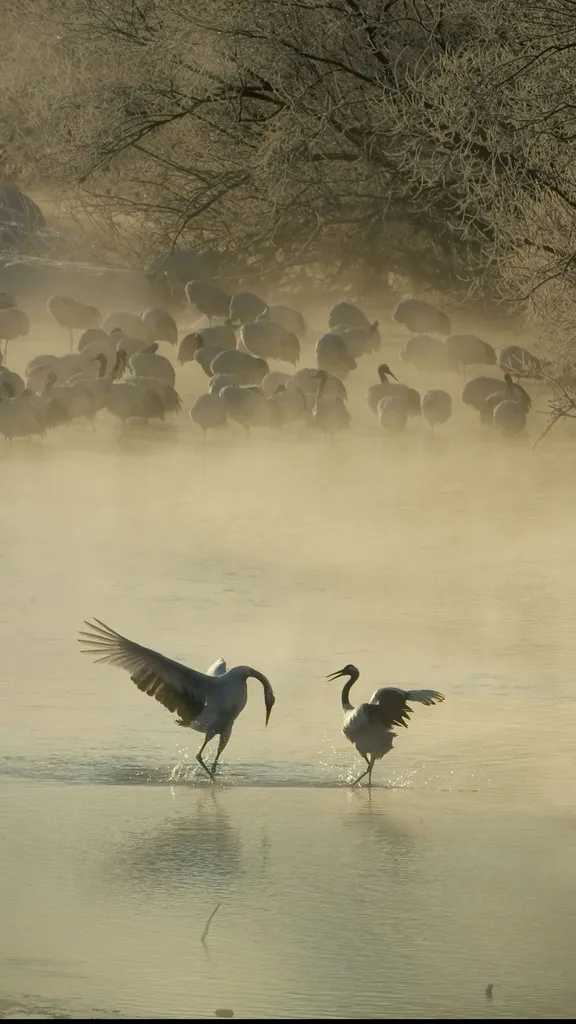 Wen fordern Sie zum Tanz auf?