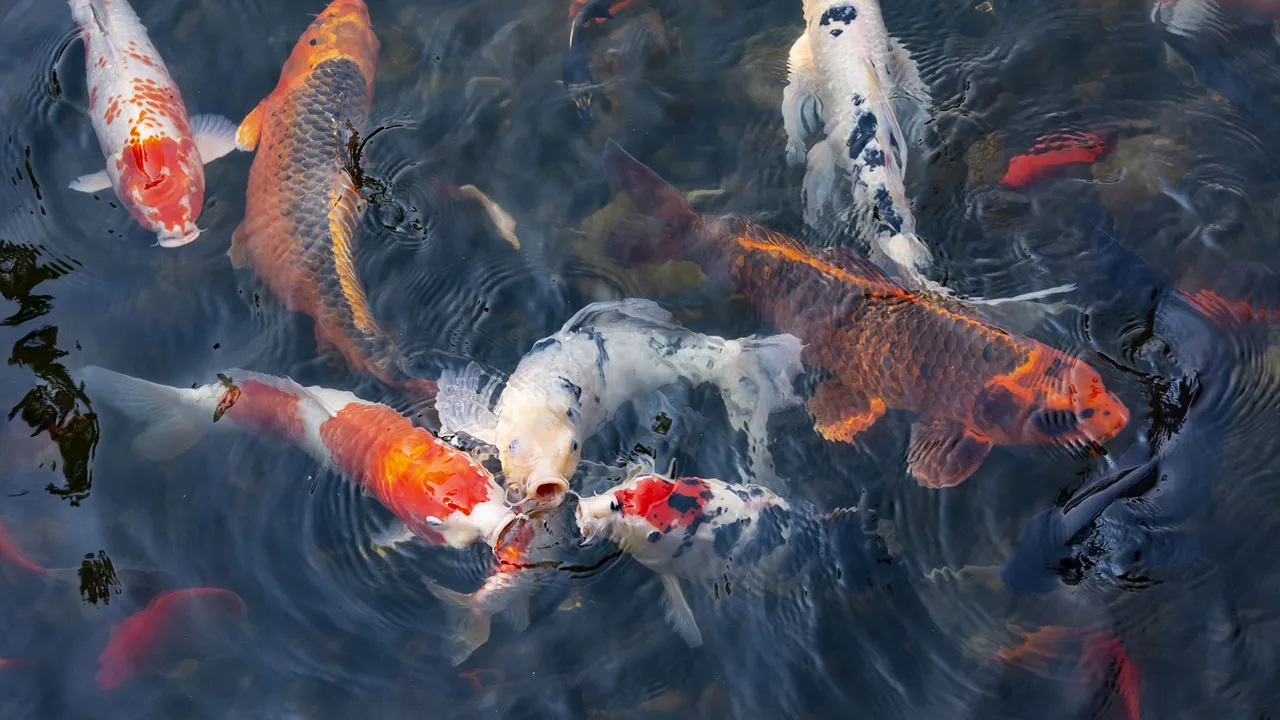 A pond of stories