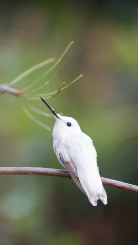 Fermati&hellip; &egrave; ora di ammirare i colibr&igrave;!