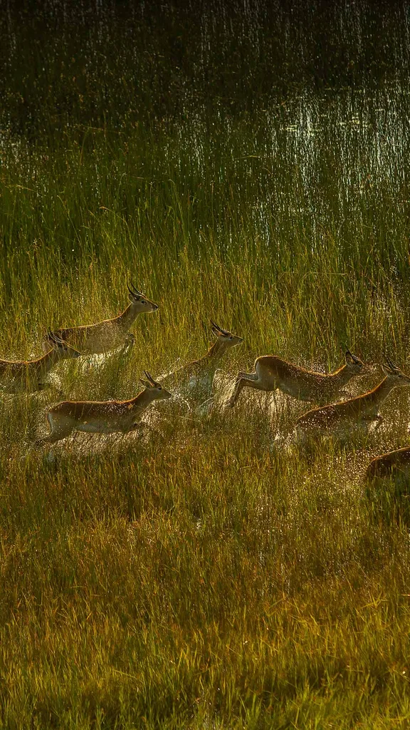 Andarilhos dos p&acirc;ntanos