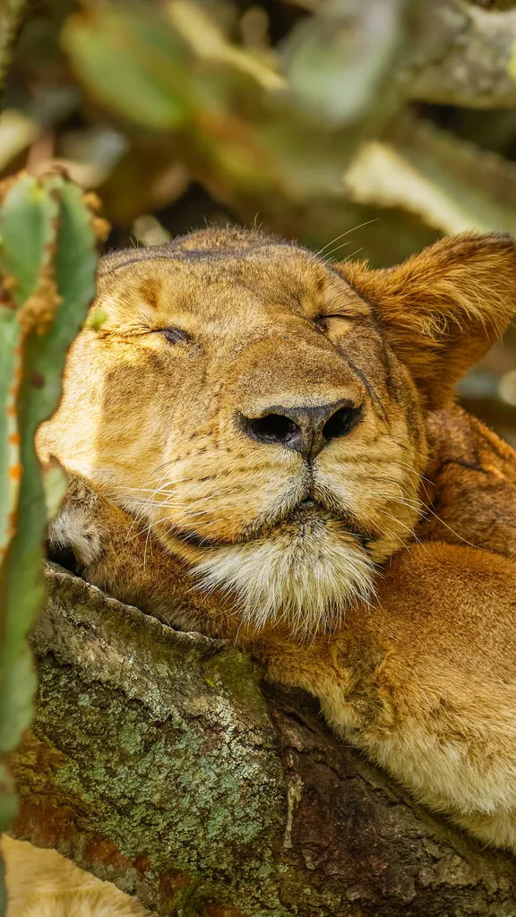 Snooze and conquer