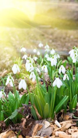 Fiori della transizione