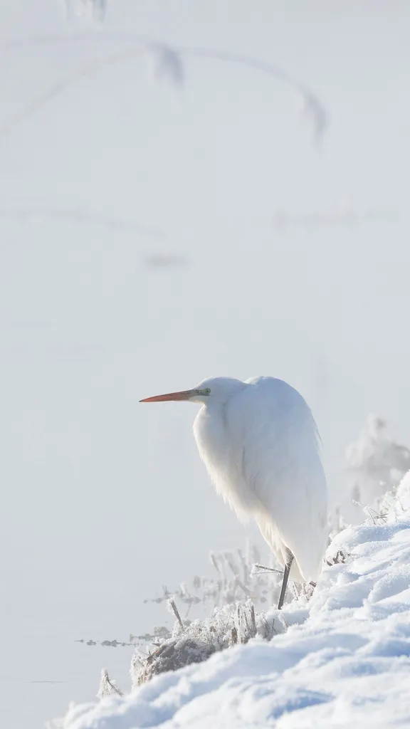Eleg&acirc;ncia predadora