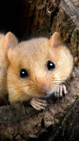 De croquants petits rongeurs