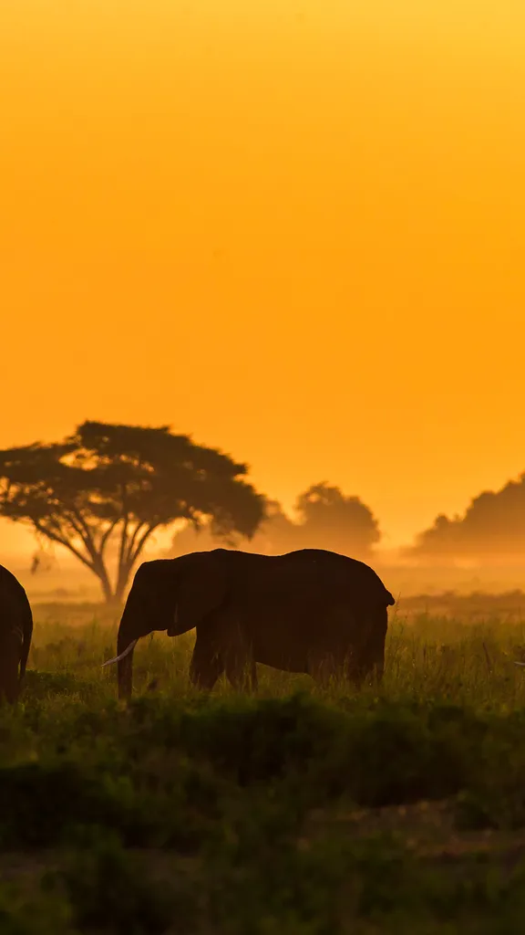 Sch&uuml;tzen wir die sanften Riesen