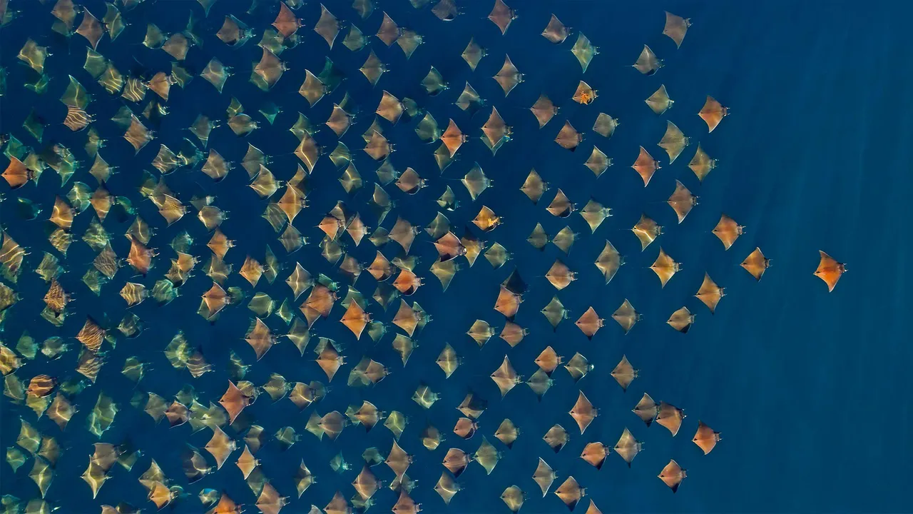 大群的芒基蝠鲼跃出水面，墨西哥加利福尼亚湾