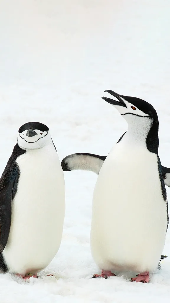 Questi pinguini hanno qualcosa da dire!