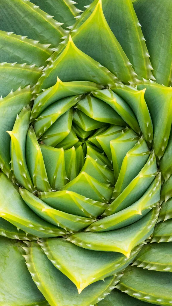 L'Ordine nascosto della Natura