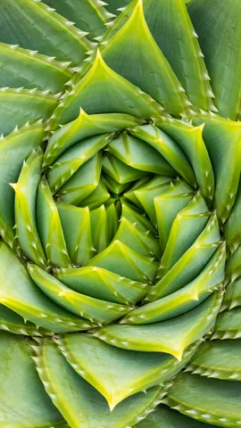 L'Ordine nascosto della Natura