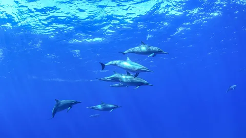 Coreografias sob as ondas