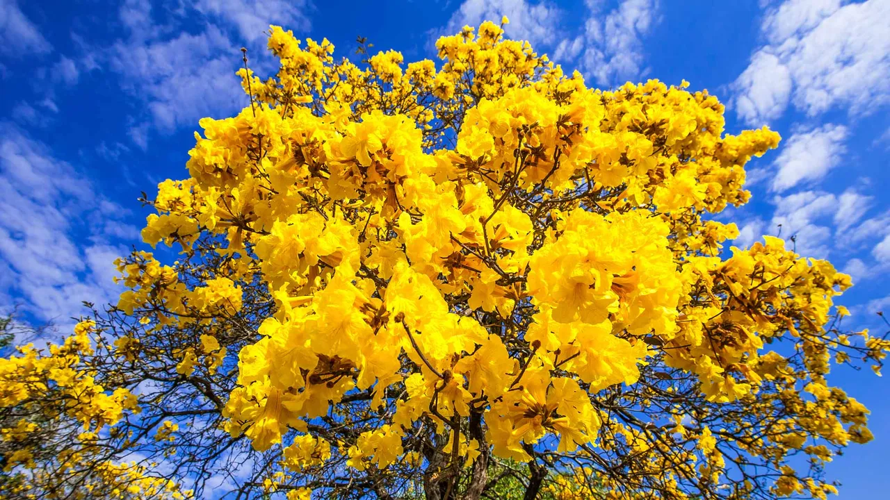 Seja bem-vinda, primavera!