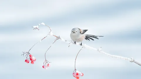 冬季里的呆萌小可爱