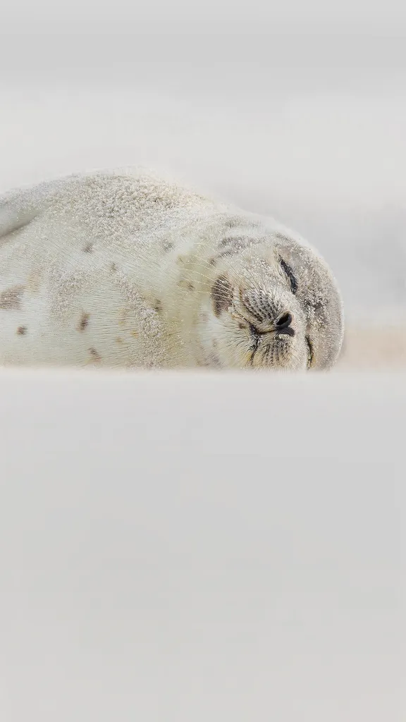 睡在海滩上的竖琴海豹，纽约长岛