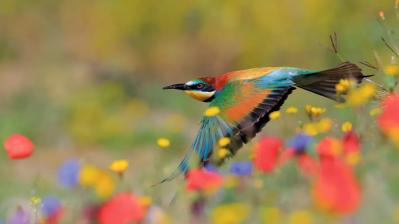 European bee-eater in Sierra de Grazalema Natural Park, C&aacute;diz, Spain