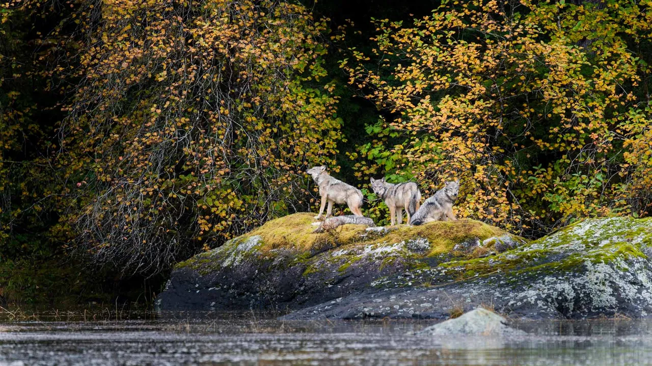 Une esp&egrave;ce de loup unique