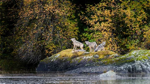 Wolves in the wild