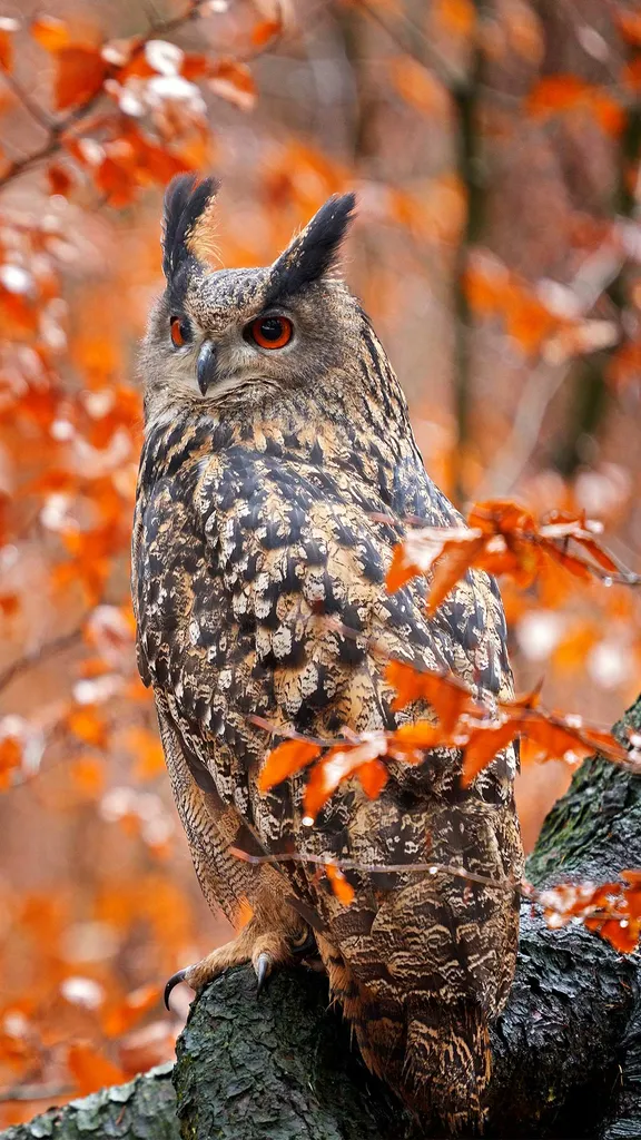 Majest&auml;tische J&auml;ger der Nacht