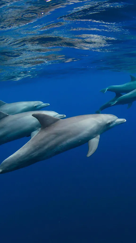 Das L&auml;cheln des Ozeans