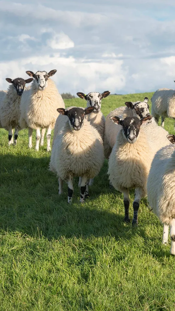 Ganz sch&ouml;n flauschig