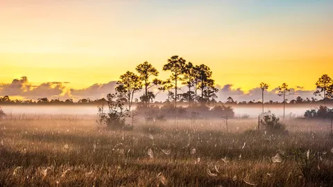 Florida's living wetlands
