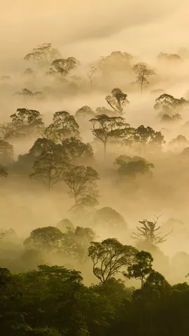For&ecirc;ts, un h&eacute;ritage &agrave; sauver