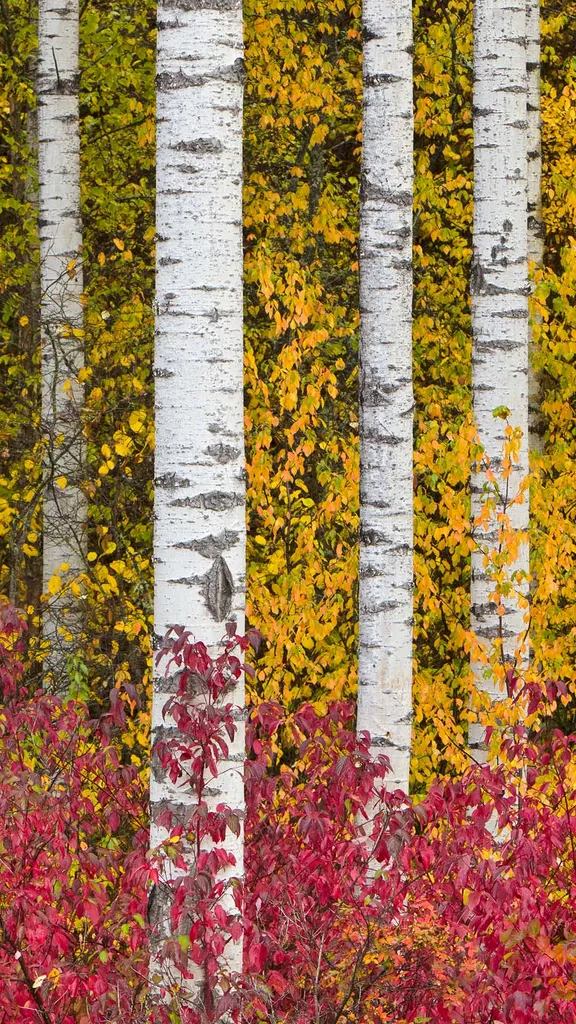 Fall's flaming colours