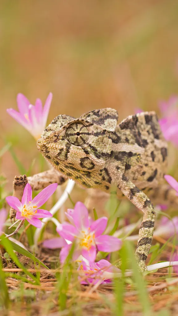 Der Meister der Tarnung