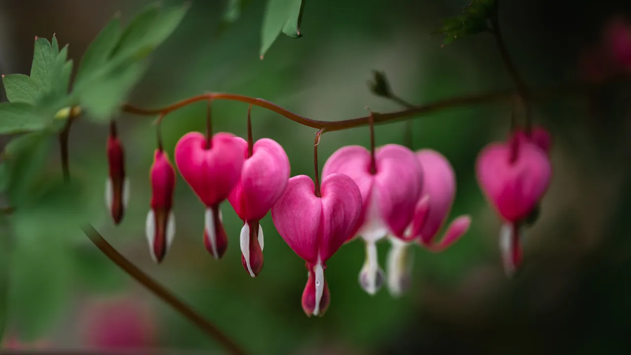 Liebe in voller Bl&uuml;te
