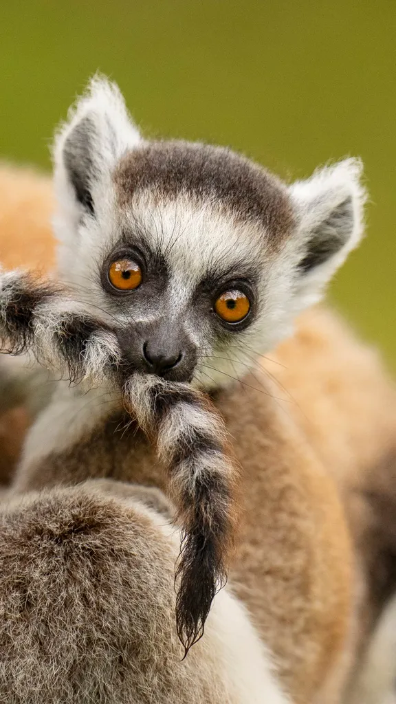 马达加斯加原住民