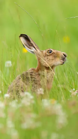 Have you been 'hare' before?