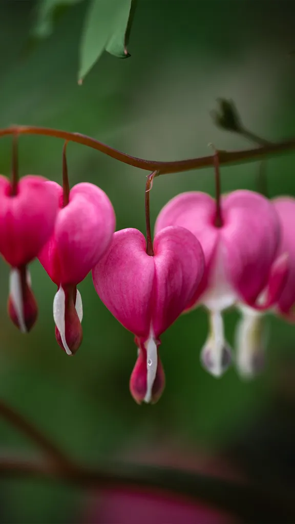 Liebe in voller Bl&uuml;te