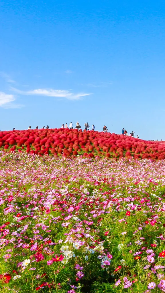 今日はコスモスの日