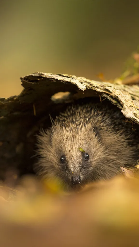 &iexcl;Mi propia caba&ntilde;a de madera!