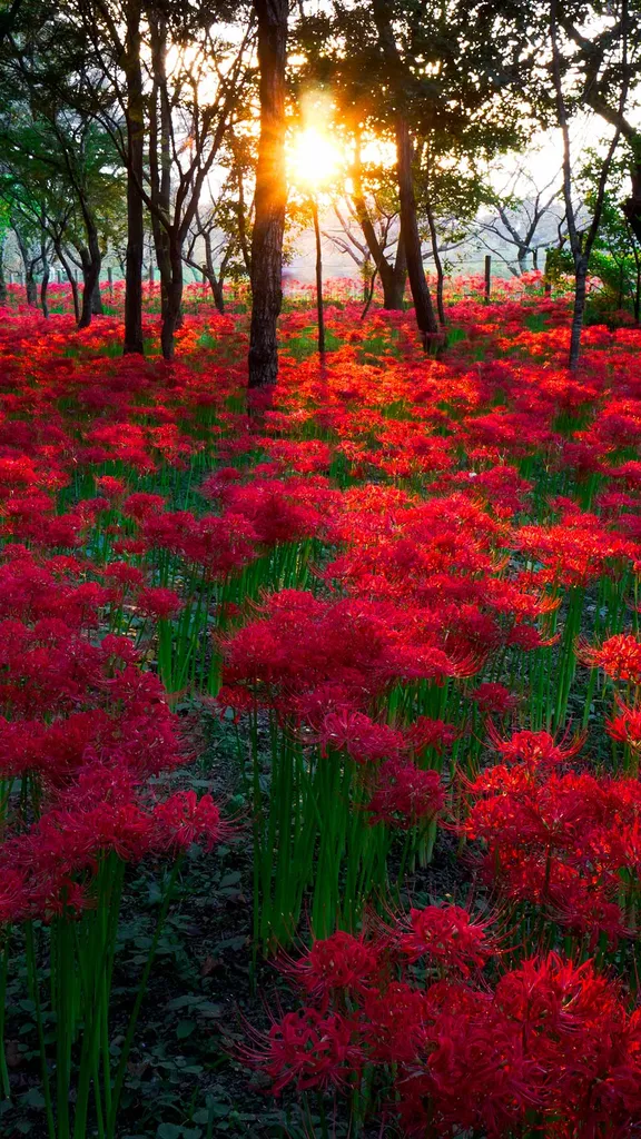 今日は秋分の日