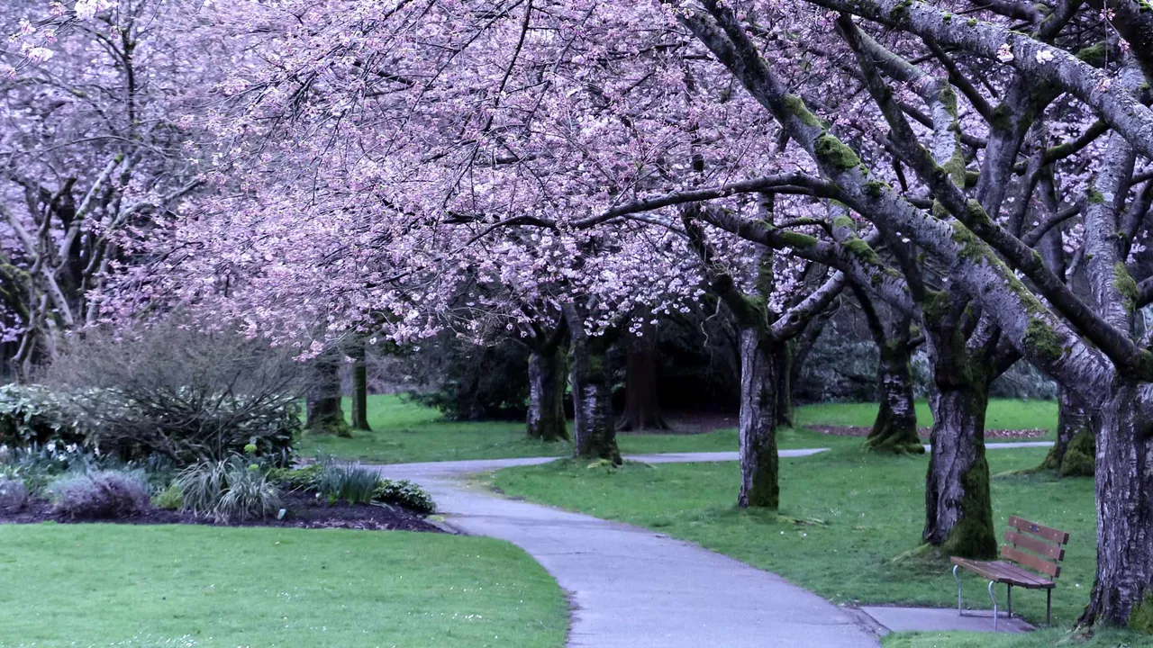 Follow the blossom map