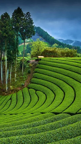 今日は八十八夜