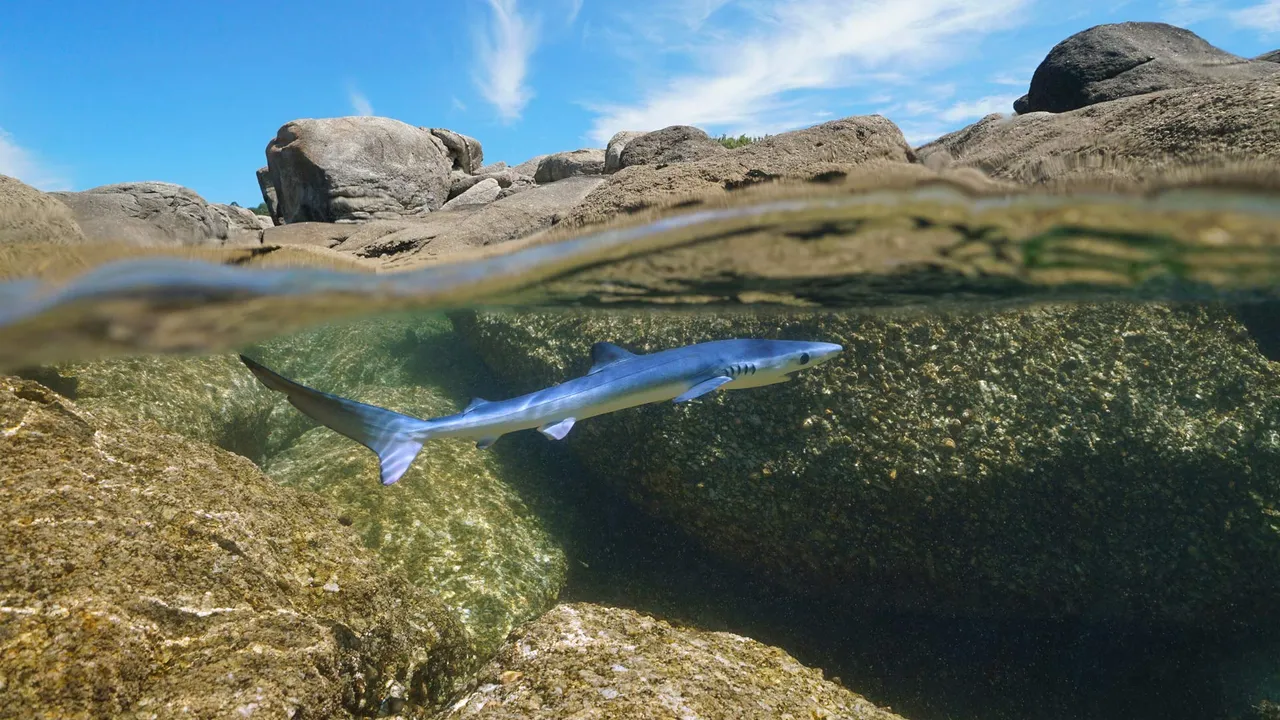 Uralte &Uuml;berlebensk&uuml;nstler