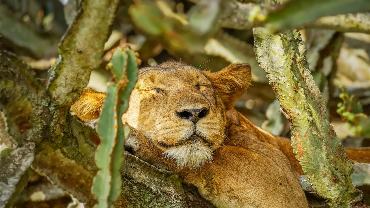 Snooze and conquer