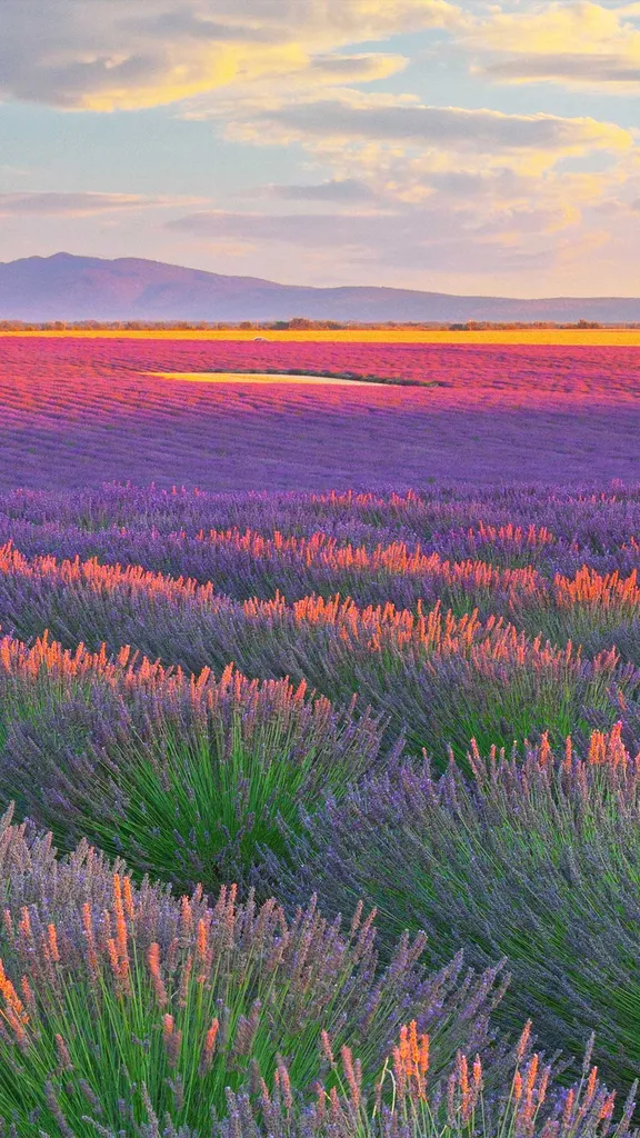 一面に広がる紫の絨毯