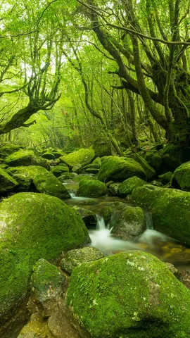 今日はみどりの日