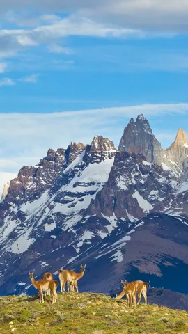 Guanakos auf argentinischem Hintergrund