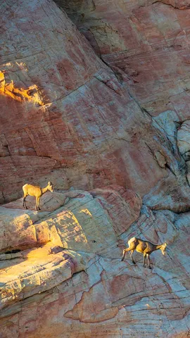 Symbiose sculpt&eacute;e dans la roche