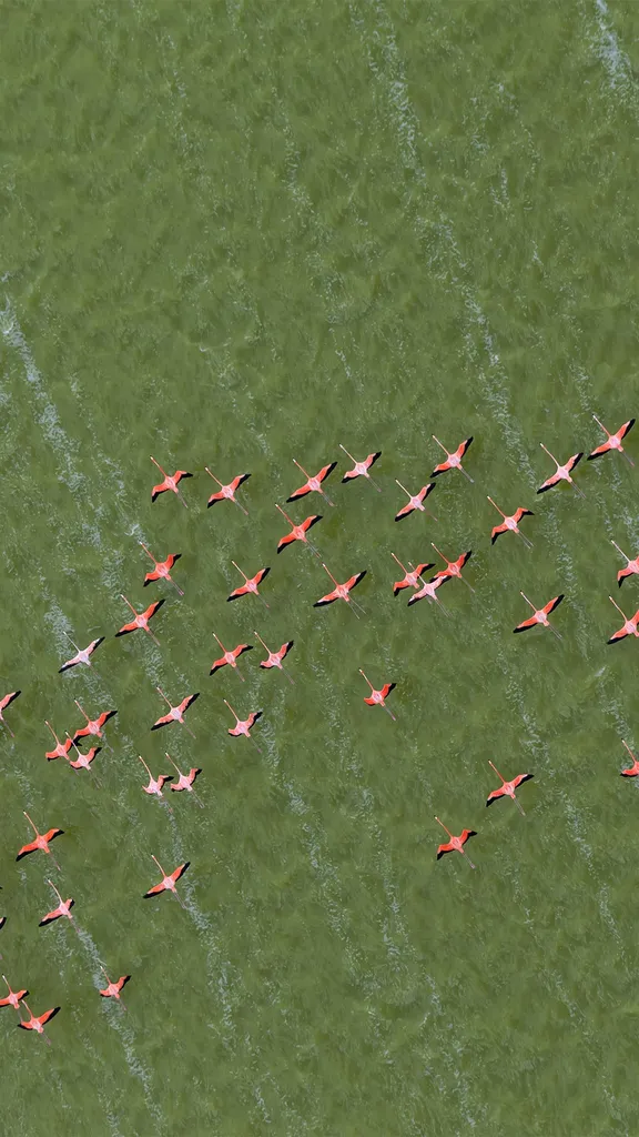 Flamboyance in flight