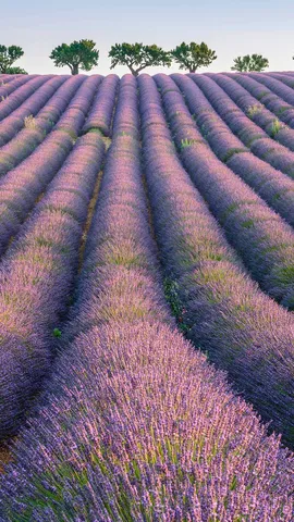 Lavender rows, Plateau de Valensole, Provence, France