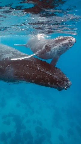 Protegiendo a los gigantes del mar