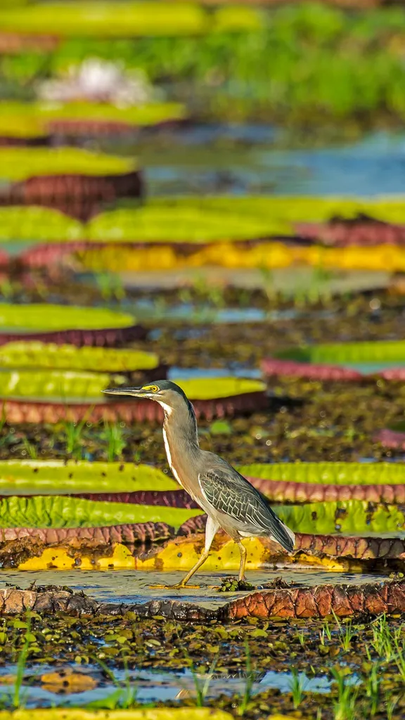 睡蓮の上に立つササゴイ