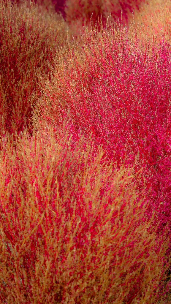 真っ赤なコキア