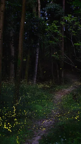 初夏の夜を彩る光の舞